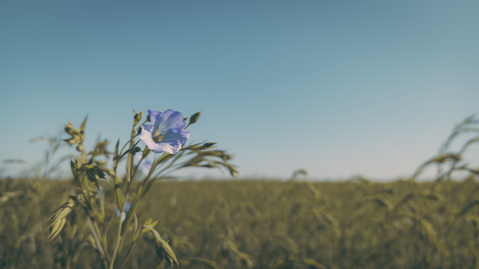 a purple flower in a field