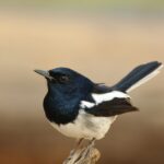 De fascinerende wereld van vogels